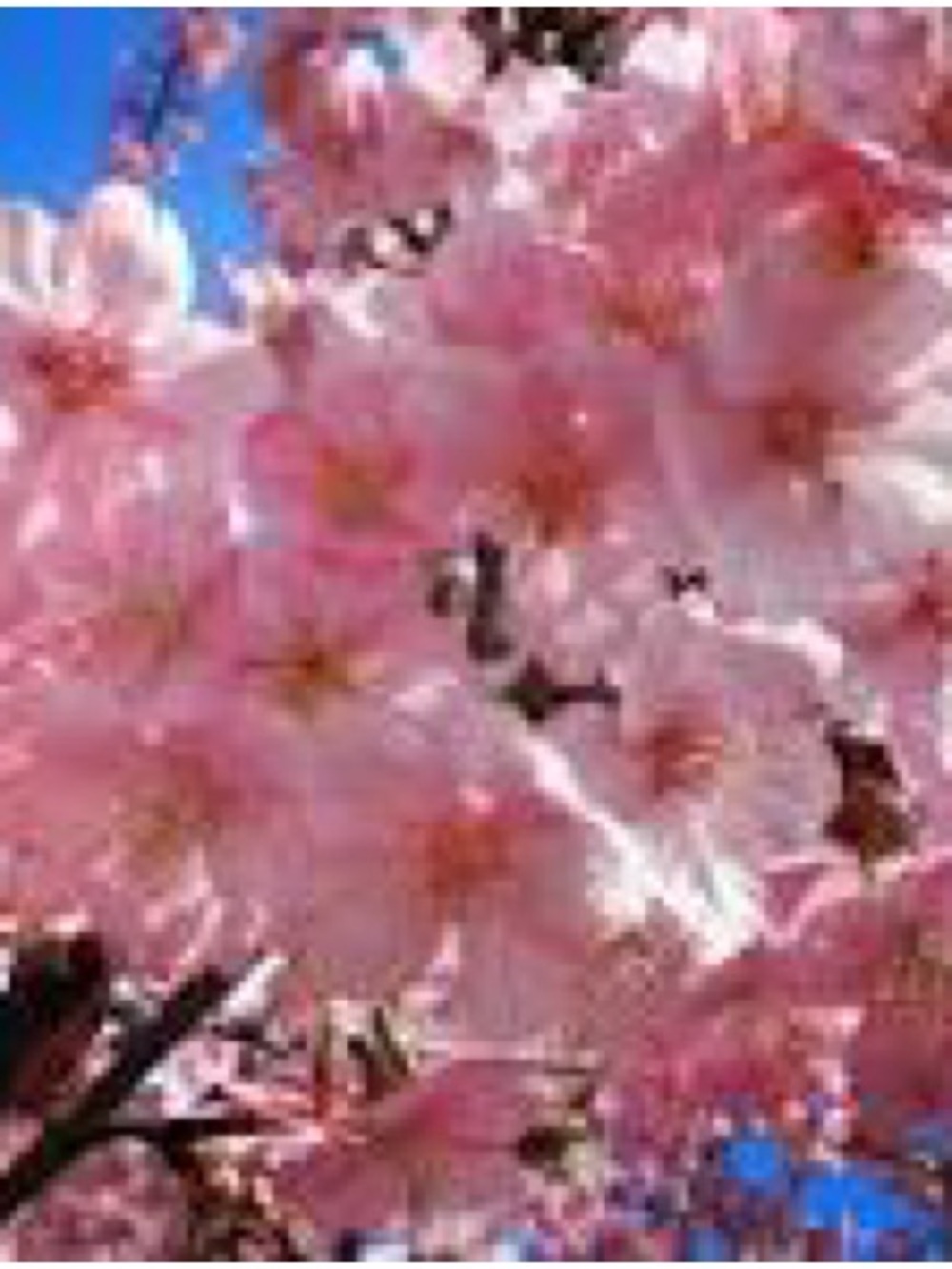 ALTERNATIVE PROM GOWNS HERE SELKIE RARE DRESSES AND GOWNS